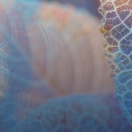 Le groupement - Pharmupp