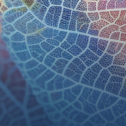 Le groupement - Pharmupp